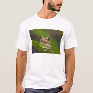 Gewone coqui, Eleutherodactylus coqui T-shirt