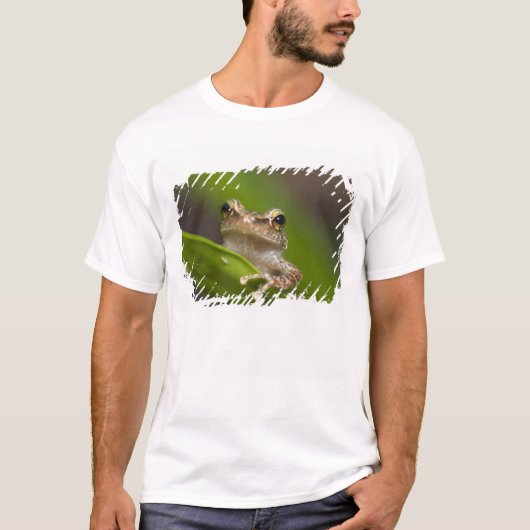 Gewone coqui, Eleutherodactylus coqui T-shirt (Voorkant)