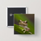 Gewone coqui, Eleutherodactylus coqui Vierkante Button 5,1 Cm (Voorkant /achterkant)