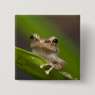 Gewone coqui, Eleutherodactylus coqui Vierkante Button 5,1 Cm