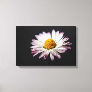 Gewone Daisy 16.50x11 (41.25x27.5cm) waca Canvas Afdruk