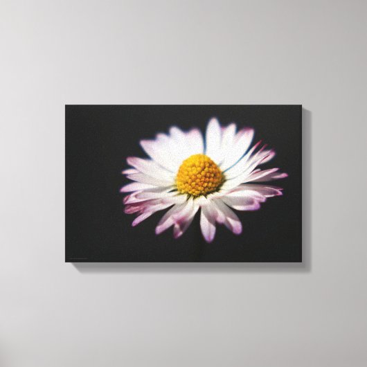 Gewone Daisy 16.50x11 (41.25x27.5cm) waca Canvas Afdruk (Voorkant)