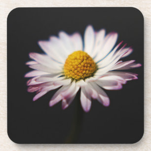 Gewone Daisy coastercnm Bier Onderzetter