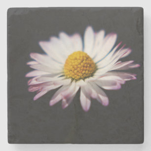 Gewone Daisy coastercnm Stenen Onderzetter