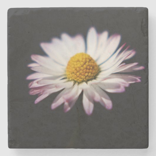 Gewone Daisy coastercnm Stenen Onderzetter (Voorkant)
