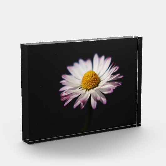 Gewone Daisy pbcna Fotoblokken (Links)