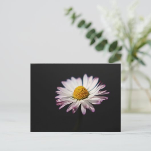 Gewone Daisy pca Briefkaart (Staand voorkant)