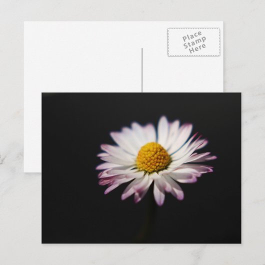 Gewone Daisy pca Briefkaart (Voorkant / Achterkant)