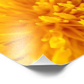 gewone dandelion foto afdruk (Hoek)