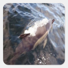 Gewone dolfijn bovenkomend Oceaan Wilde natuur Mar Vierkante Sticker