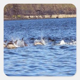 Gewone dolfijnen die door het water springen Oceaa Vierkante Sticker
