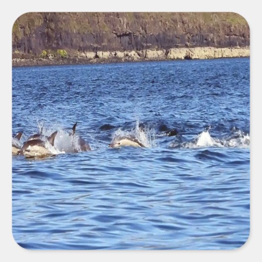 Gewone dolfijnen die door het water springen Oceaa Vierkante Sticker (Voorkant)