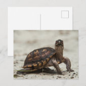 Gewone doosschildpad briefkaart (Voorkant / Achterkant)