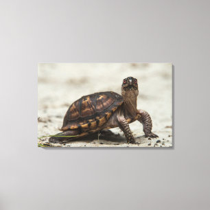 Gewone doosschildpad canvas afdruk