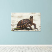Gewone doosschildpad canvas afdruk (Insitu (Houten vloer))