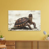 Gewone doosschildpad canvas afdruk (Insitu (Woonkamer))