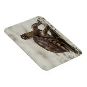 Gewone doosschildpad magneet (Rechterzijde)