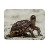 Gewone doosschildpad magneet (Horizontaal)