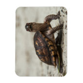 Gewone doosschildpad magneet (Verticaal)