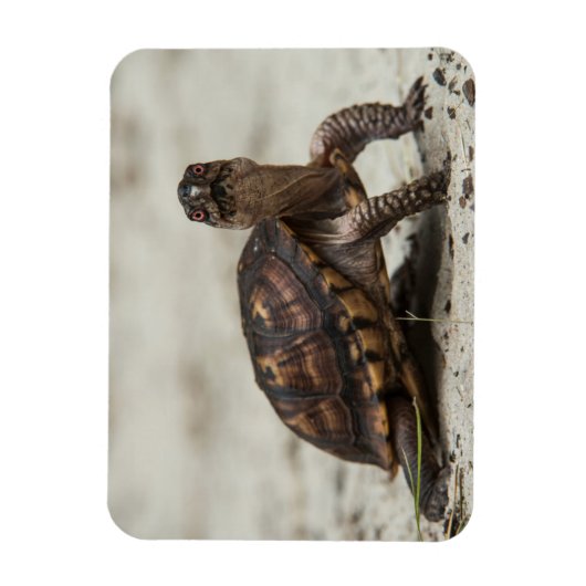Gewone doosschildpad magneet (Verticaal)
