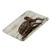 Gewone doosschildpad magneet (Linkerzijde)