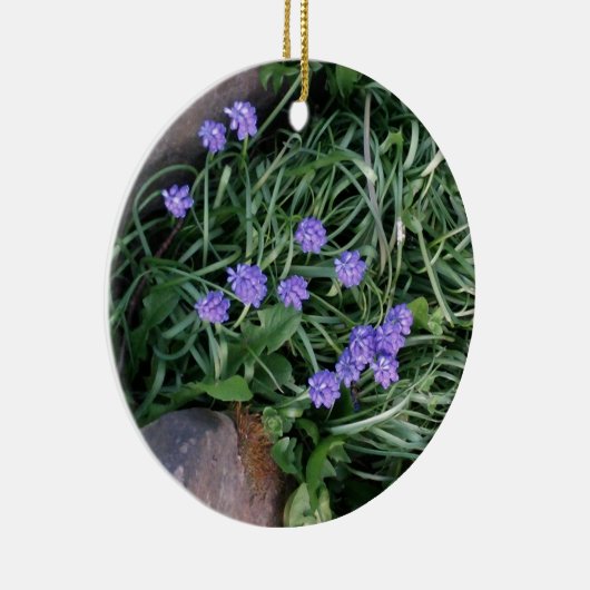 gewone druif, blauwe paarse bloem, bloem keramisch ornament (Rechts)