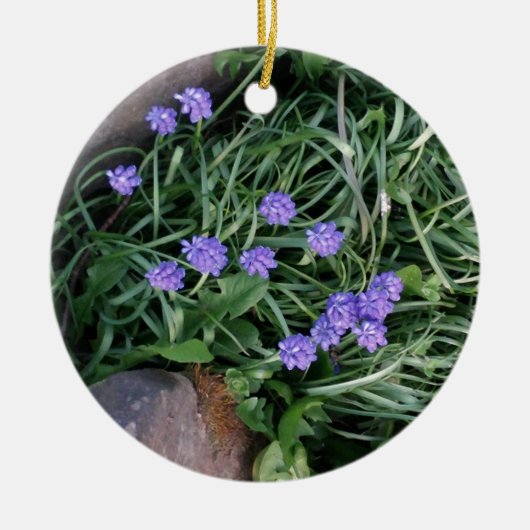 gewone druif, blauwe paarse bloem, bloem keramisch ornament (Voorkant)
