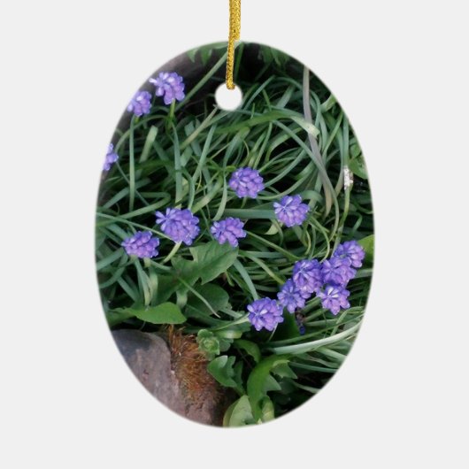 gewone druif, blauwe paarse bloem, bloem keramisch ornament (Voorkant)