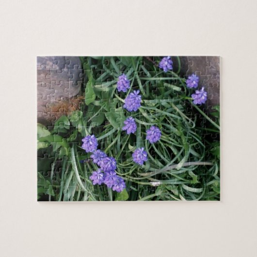 gewone druif, blauwe paarse bloem, bloem legpuzzel (Horizontaal)