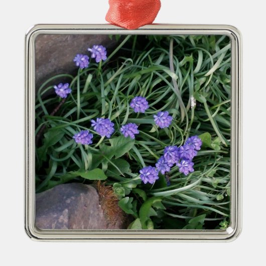 gewone druif, blauwe paarse bloem, bloem metalen ornament (Voorkant)