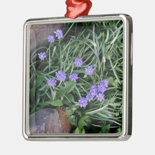 gewone druif, blauwe paarse bloem, bloem metalen ornament (Links)