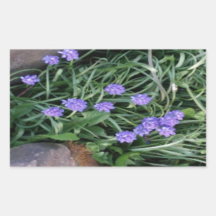 gewone druif, blauwe paarse bloem, bloem rechthoekige sticker