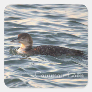 Gewone Duikeendervogelstickers Vierkante Sticker
