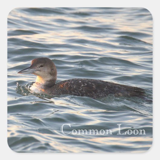 Gewone Duikeendervogelstickers Vierkante Sticker (Voorkant)