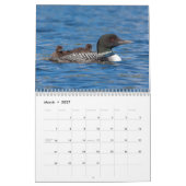 Gewone Duikereendkalender 2026 Kalender (Mar 2027)