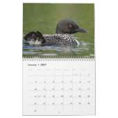 Gewone Duikereendkalender 2026 Kalender (Jan 2027)