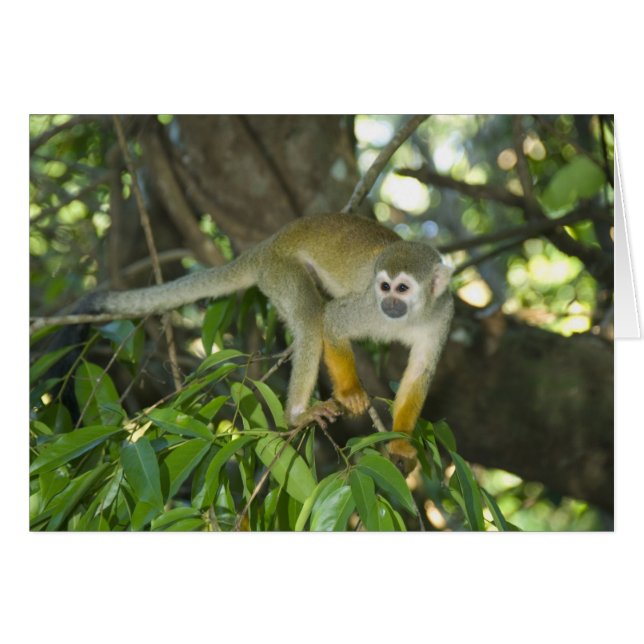 Gewone Eekhoornaap, (Saimiri sciureus), Rio (Voorkant Horizontaal)