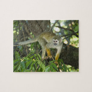 Gewone Eekhoornaap, (Saimiri sciureus), Rio Legpuzzel