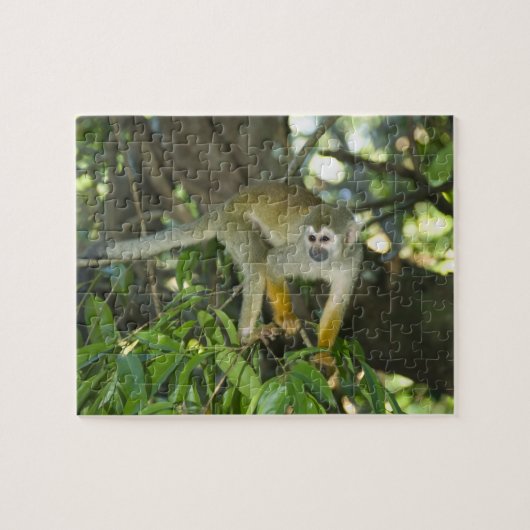 Gewone Eekhoornaap, (Saimiri sciureus), Rio Legpuzzel (Horizontaal)