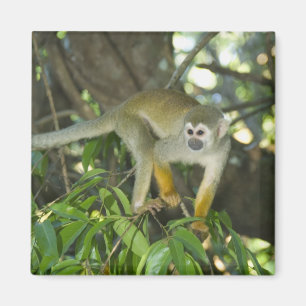 Gewone Eekhoornaap, (Saimiri sciureus), Rio Magneet
