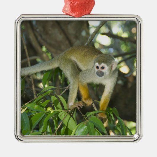 Gewone Eekhoornaap, (Saimiri sciureus), Rio Metalen Ornament (Voorkant)