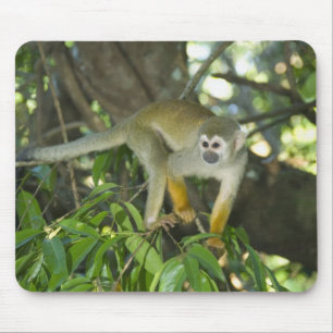 Gewone Eekhoornaap, (Saimiri sciureus), Rio Muismat