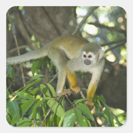 Gewone Eekhoornaap, (Saimiri sciureus), Rio Vierkante Sticker (Voorkant)