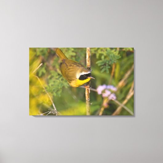 Gewone Geelkeel (Geothlypis trichas) mannetje, Canvas Afdruk (Voorkant)