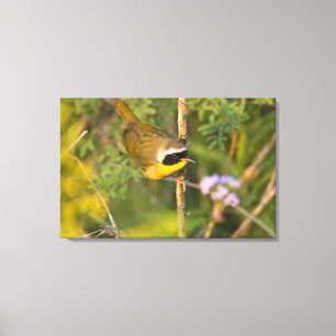 Gewone Geelkeel (Geothlypis trichas) mannetje, Canvas Afdruk