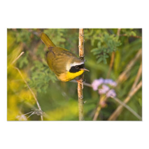 Gewone Geelkeel (Geothlypis trichas) mannetje, Foto Afdruk
