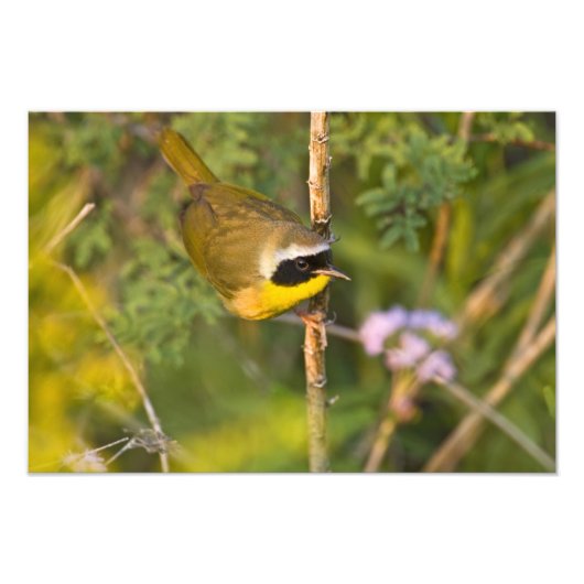 Gewone Geelkeel (Geothlypis trichas) mannetje, Foto Afdruk (Voorkant)