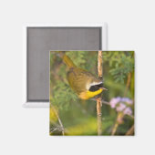Gewone Geelkeel (Geothlypis trichas) mannetje, Magneet (Voorkant / Achterkant)