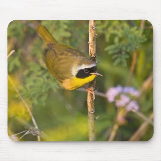 Gewone Geelkeel (Geothlypis trichas) mannetje, Muismat (Voorkant)
