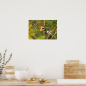 Gewone Geelkeel (Geothlypis trichas) mannetje, Poster (Keuken)